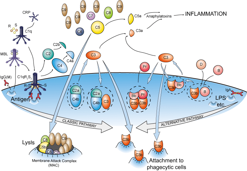 complement-system-british-society-for-immunology